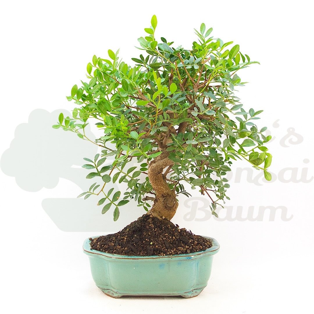 Pistazie 'Pistazie lentiscus'